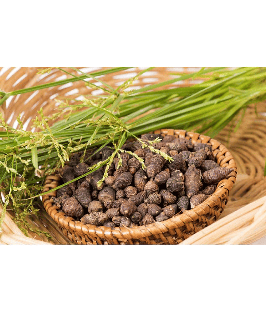 MYGODGIFT Nut Grass - Mustak - Nagarmotha 100 gm view 2
