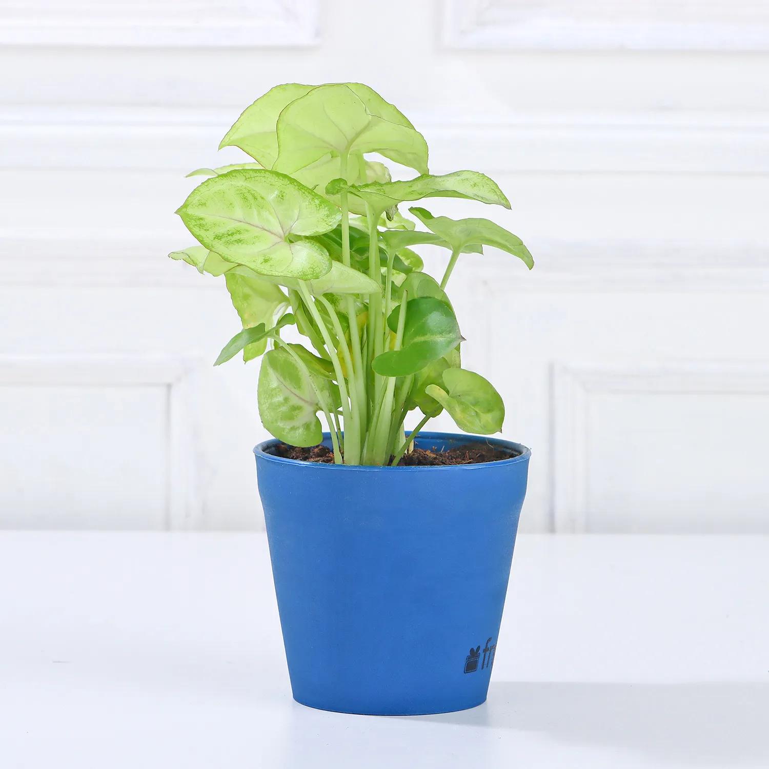 Bamboo Syngonium Sansevieria Money Plant Set view 2