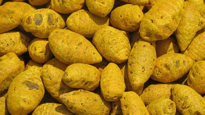 Salem Turmeric Gatta, (BULB) view 2