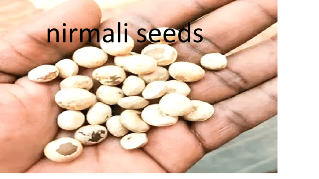 MILIEUS Water Purifier Thetran Kottai Tettamparal Strychnos Potatorum Clearing Nut Tree Nirmali Seed-200 gm view 2