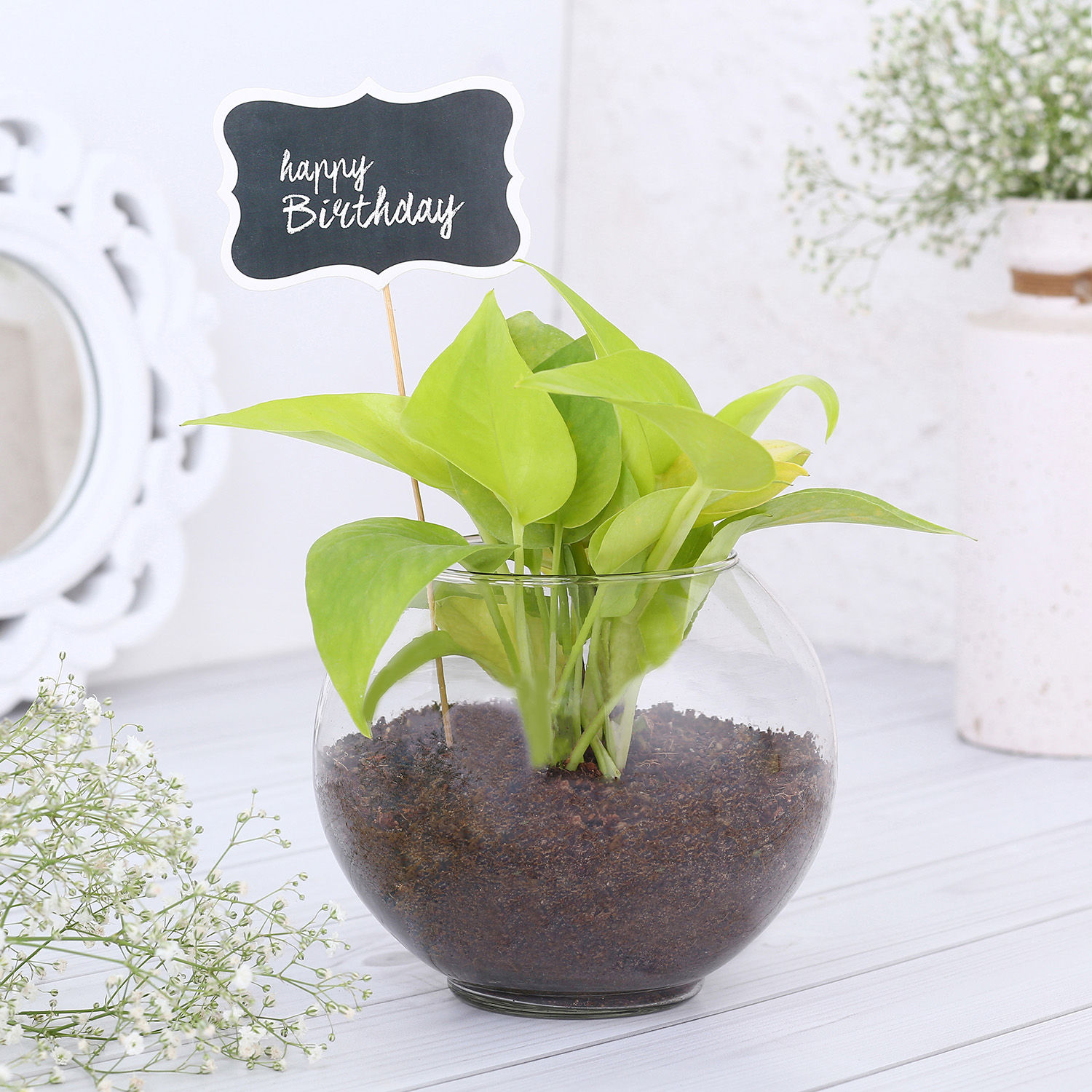 Money Plant Terrarium For Birthday view 2