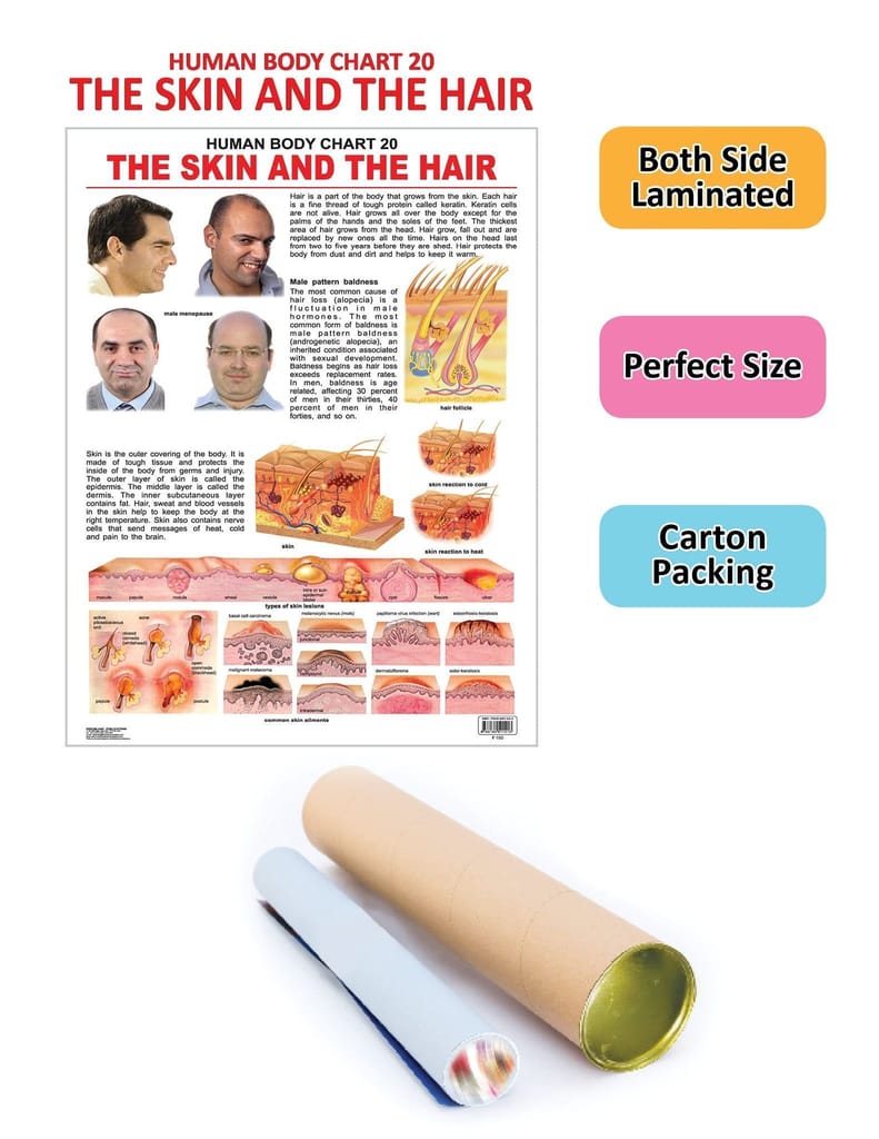 The Hair & the Skin [Paperback] Dreamland Publications view 2