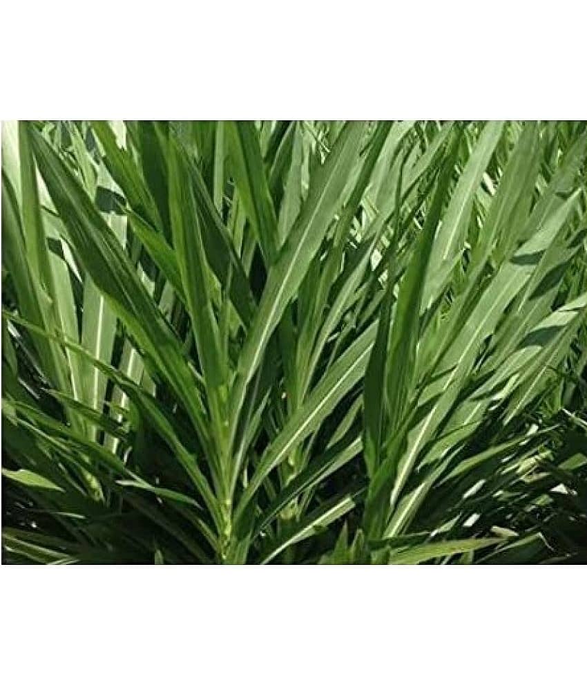 GREEN EARTH JUMBO GRASS SEEDS Nederland grass 500 seeds best for animal feeding view 2