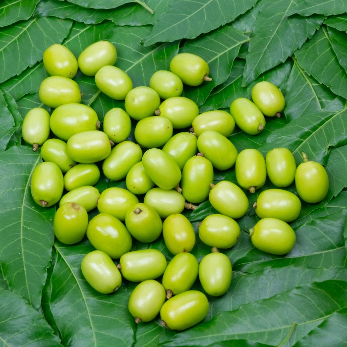 Neem Oil (Neem seed oil) -250ml view 2