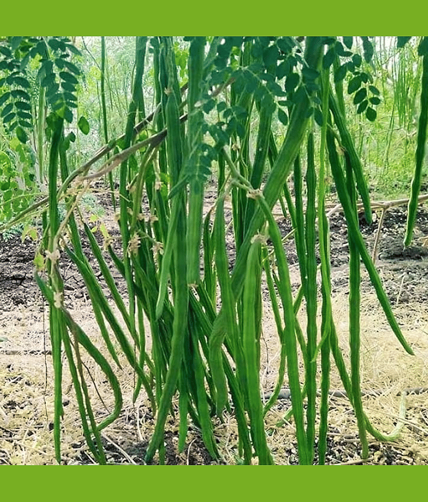 Jignisha Seeds Hybrid Drumstick Vegetable ( 30 Seeds ) view 2
