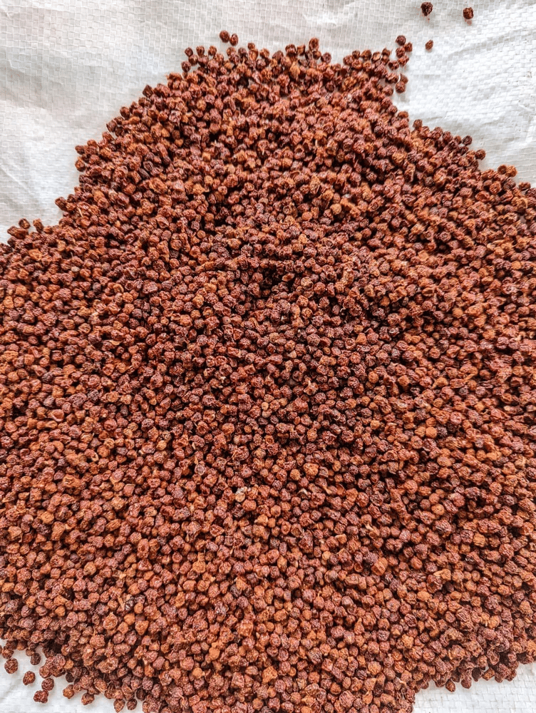 Glory Lily Seeds - 500gm view 2