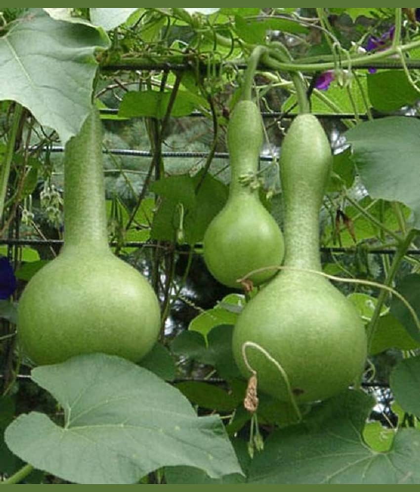 Round Bottle Gourd Vegetable Hybrid Seed ( Pack Of 15 Seeds) view 2