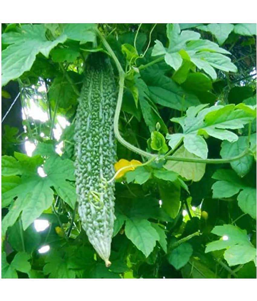 Bitter Gourd(Karela) Jhalri Long - Desi Vegetable Seeds 15 view 2