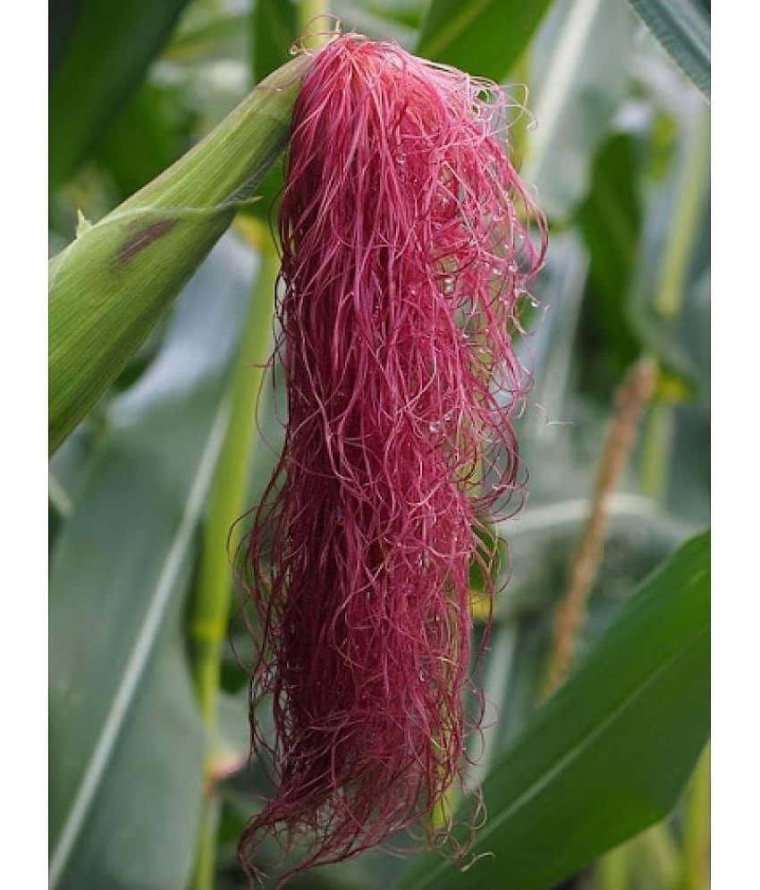 High Germination Red Corn (maize) Traditional Seeds - ( 50 seed ) view 2