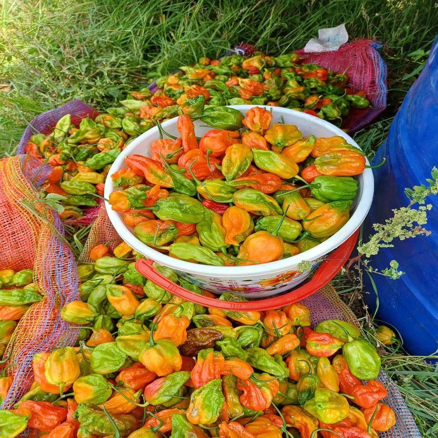 King chilli (Bhoot Jolokiya) - 1 kg - Pack of one