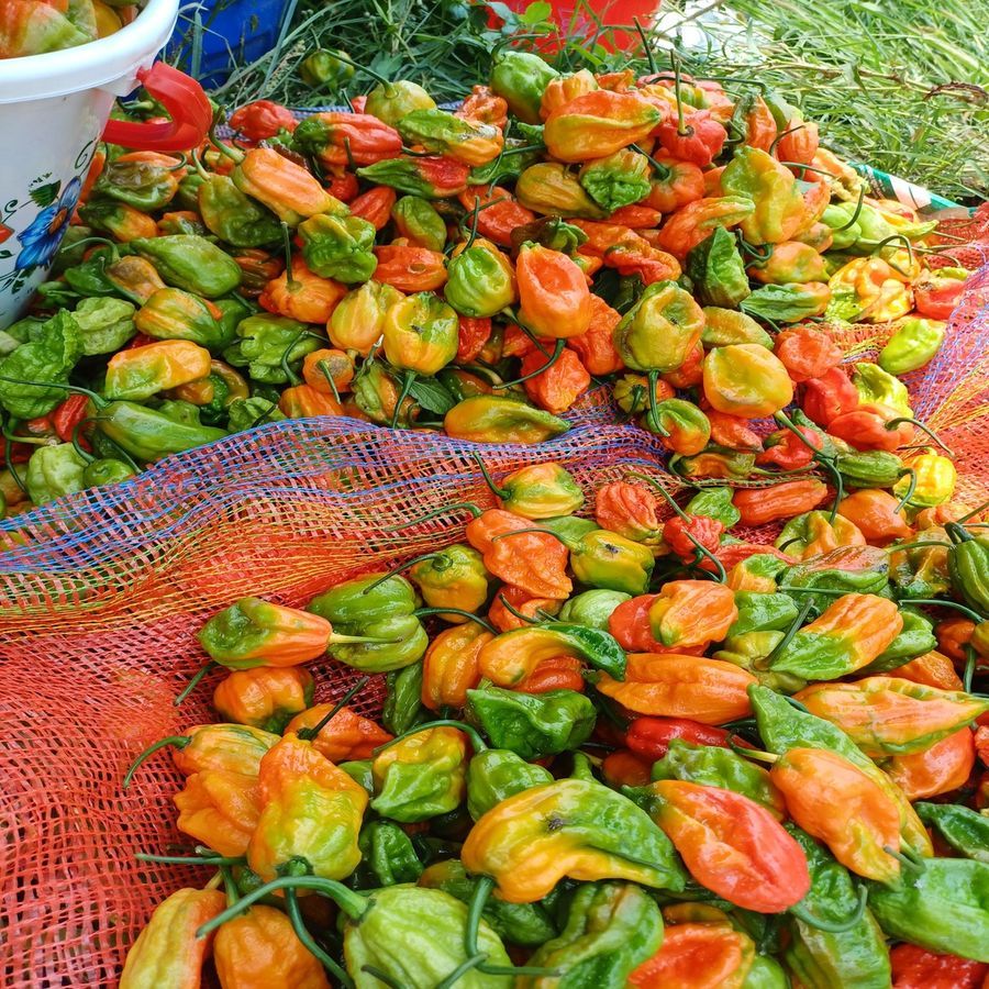 King chilli (Bhoot Jolokiya) - 1 kg - Pack of one view 2
