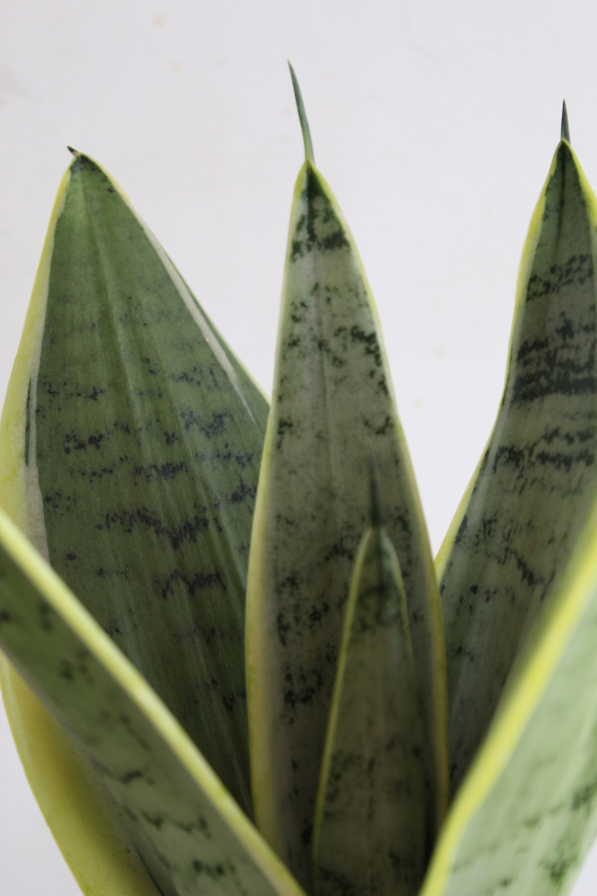 Precious Snake Plants Duo view 2