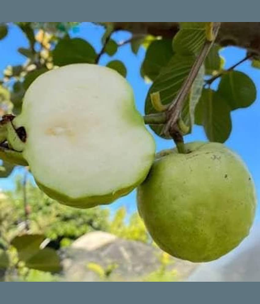 Cloud Farm Outdoor Fruit Plant ( Pack of 1 ) view 2