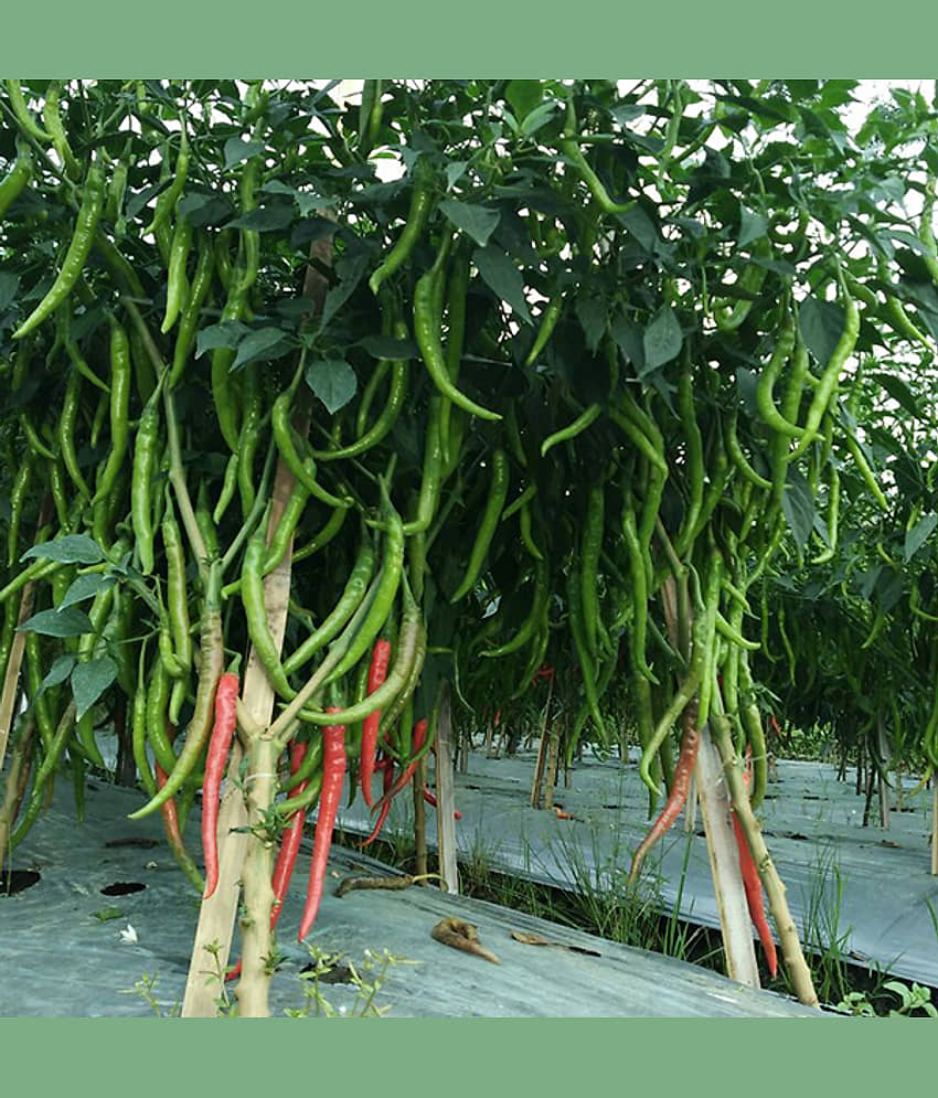 Chilli G 4 - Desi Vegetable Pack Of 50 Seeds view 2