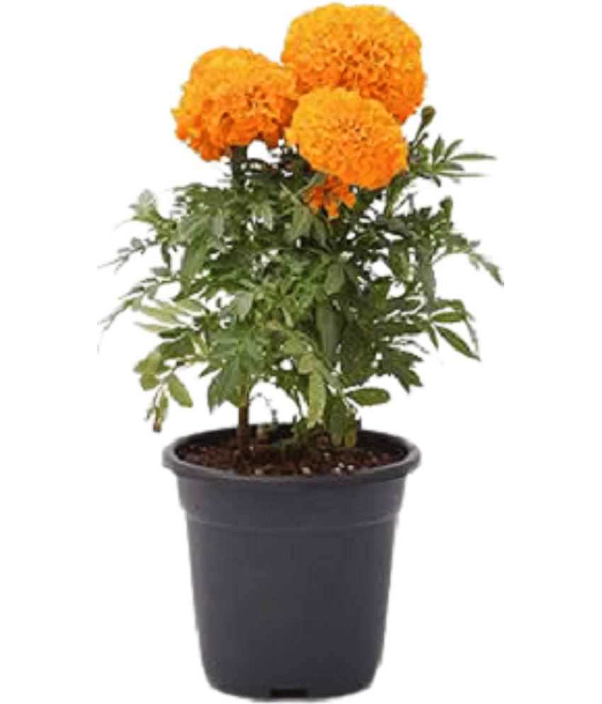 Genda Phool narangi marigold orange pack of 50 seeds view 2