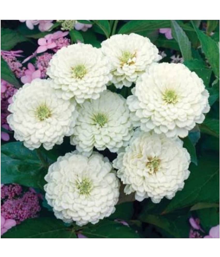 homeagro- Zinnia Flower Seeds (Pack of 30) view 2
