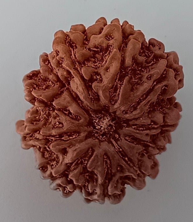 11 Mukhi Rudraksh view 2