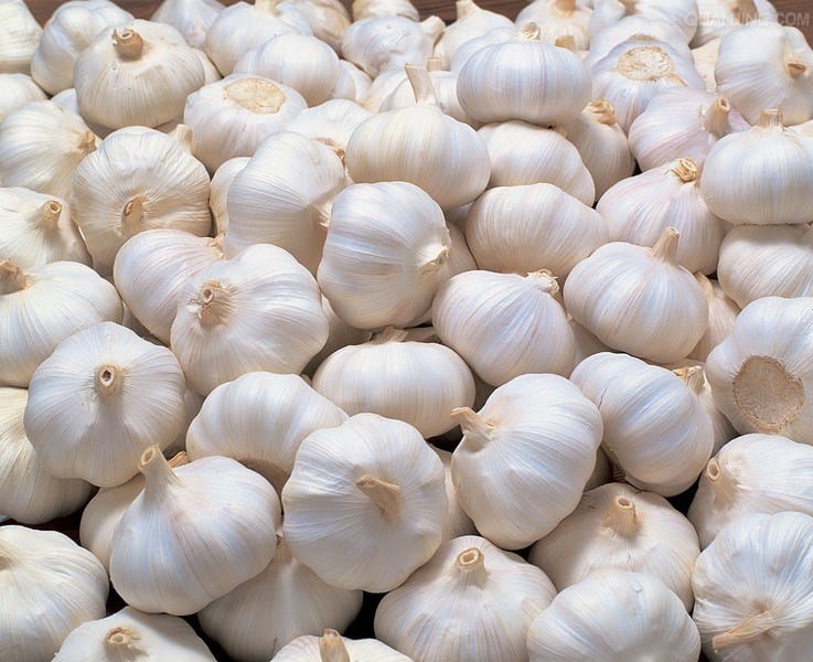 Garlic view 2