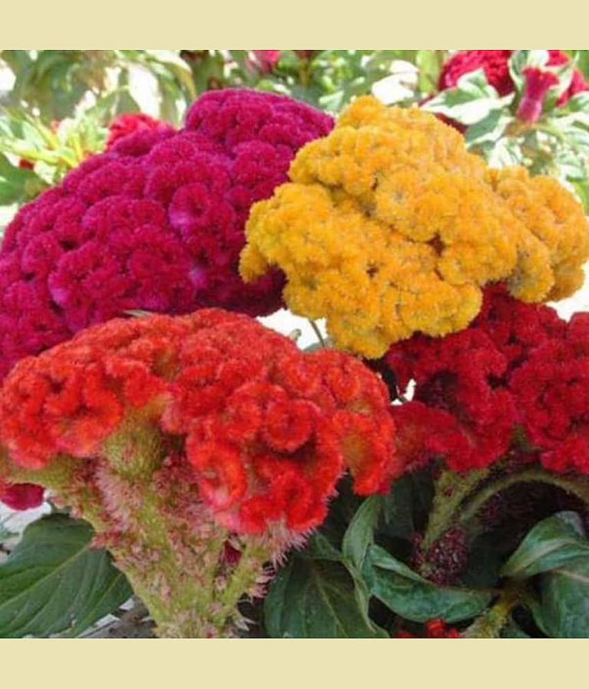 Celosia Cockscomb Dwarf OP Mix view 2