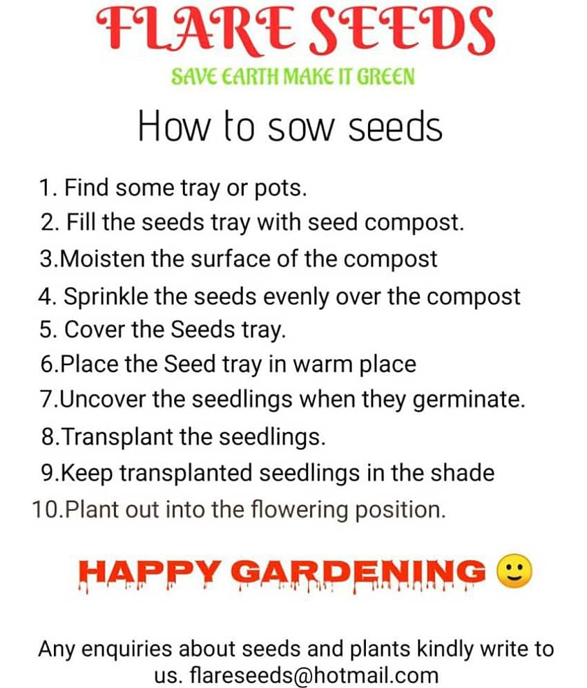 Lady Finger Seeds Pack Of 50 Exotic Seeds view 2