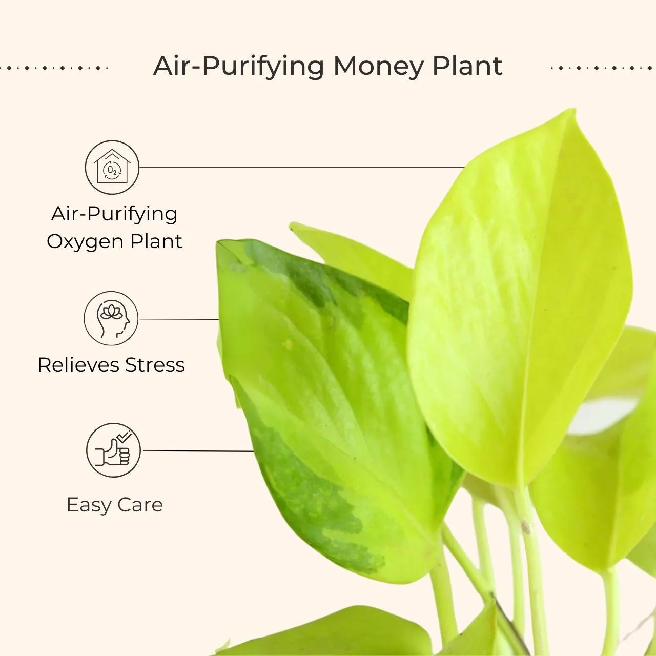 Money Plant Golden (Small) in Golden Metal Pot view 2