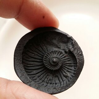 Sudarshan Shaligram Original From Nepal 2 Inch Size