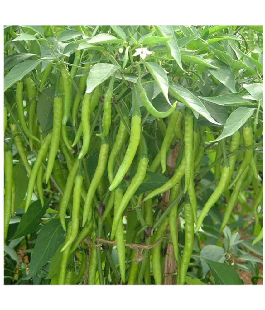 Chilli G 4 Long - Desi Vegetable Seeds 100 Seed view 2