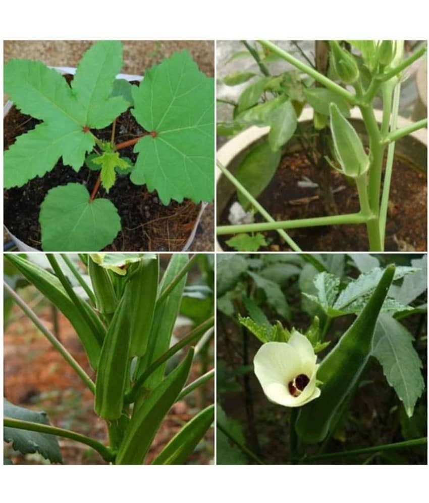 Okra Bhindi Pusa Sawni - Desi Vegetable 50 Seeds view 2