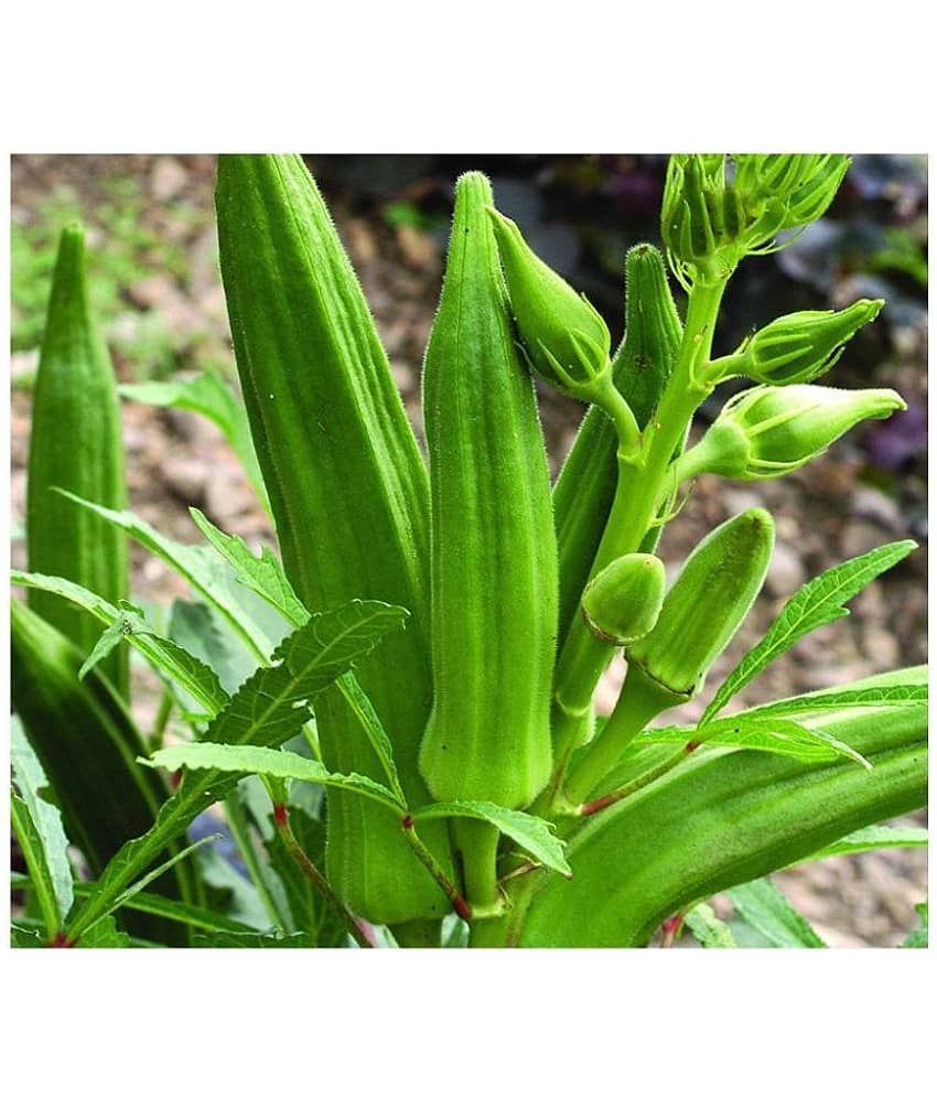 Lady Finger or Bhindi Hybrid ( 50 Seeds) for Terrace Kitchen Balcony Gardening view 2