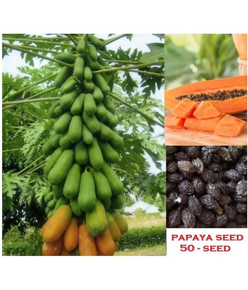 Papaya, Papita Honey Dew Fruit | Pack of 50 Seeds view 2