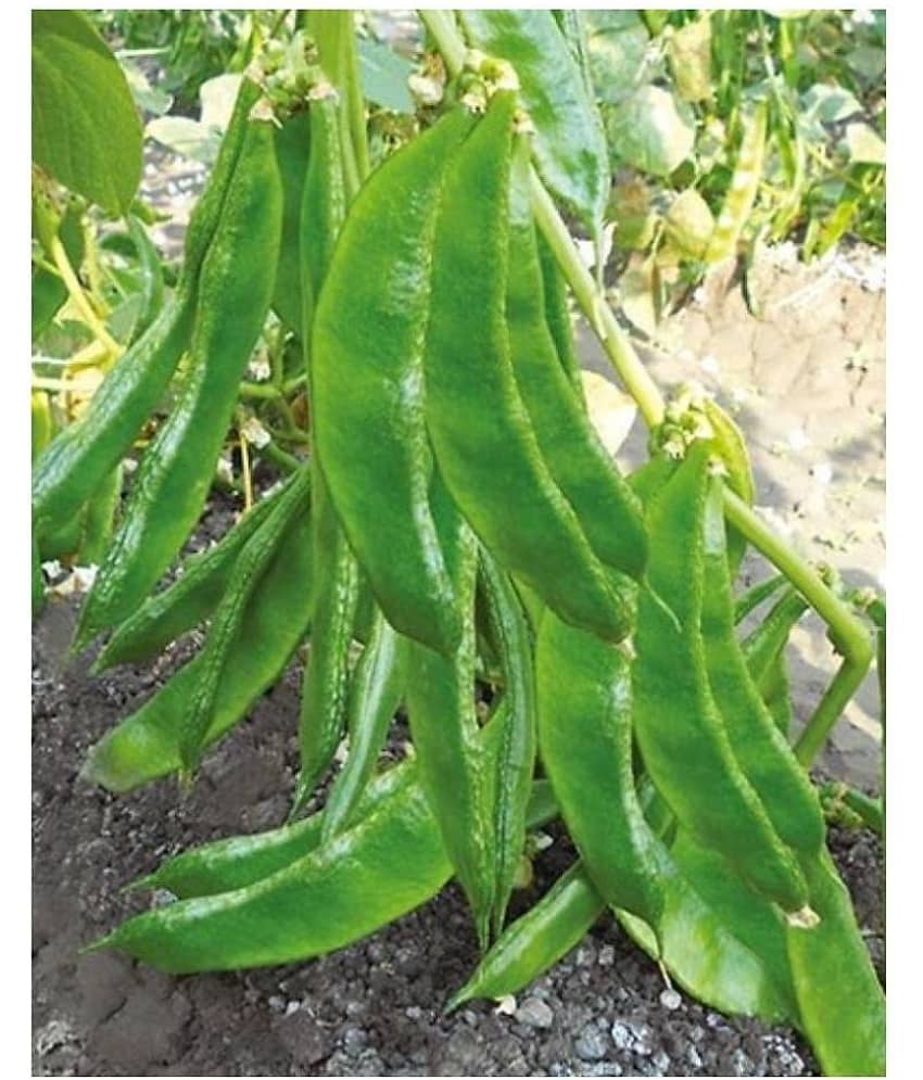 High Yield Lablab Seeds Hybrid Creeper - Beans ( 30 seeds ) view 2
