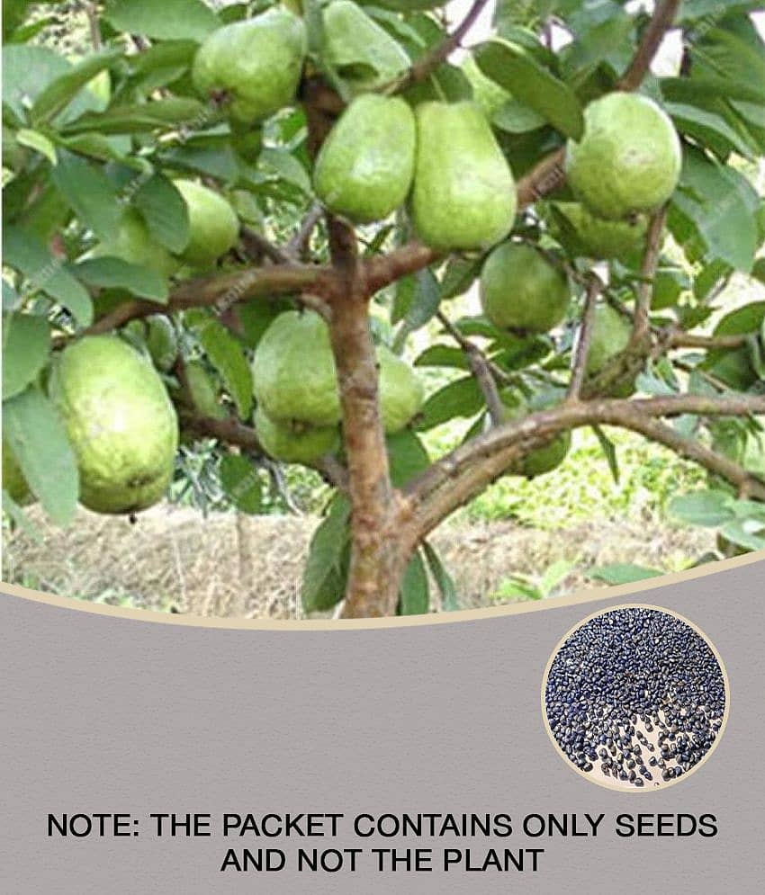 homeagro - Guava Fruit ( 100 Seeds )