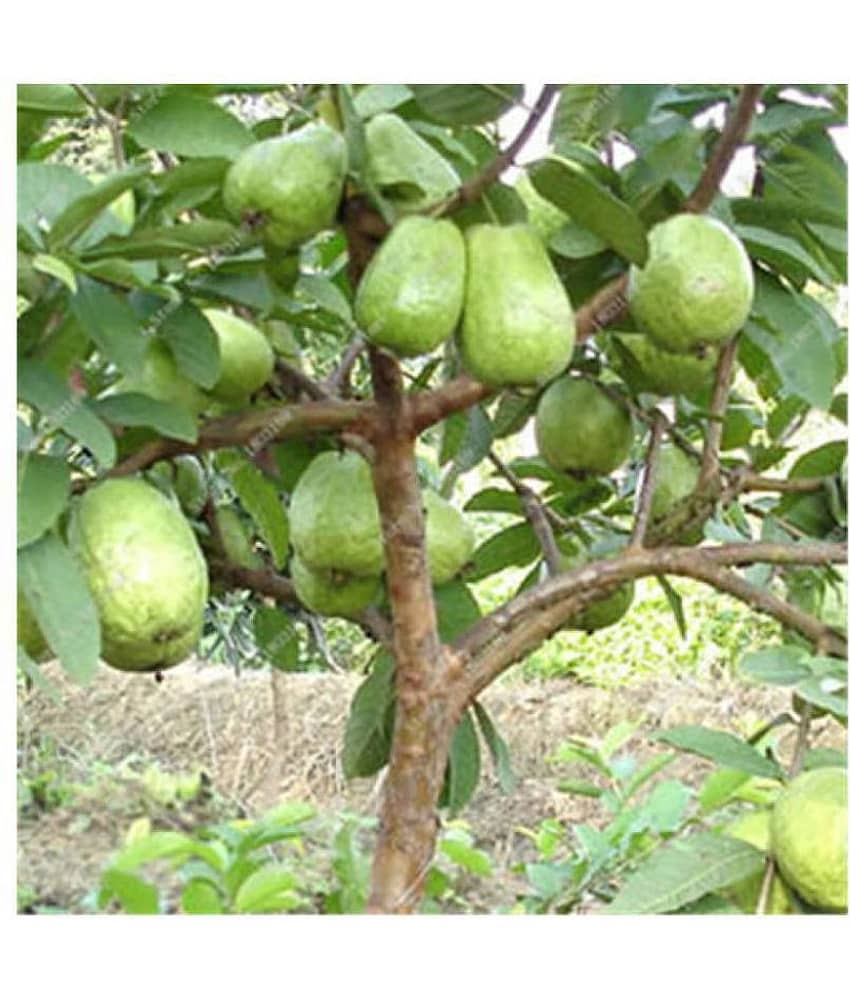 homeagro - Guava Fruit ( 100 Seeds ) view 2