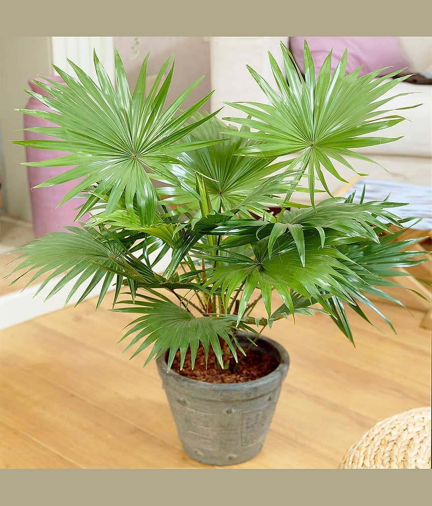 ARECA PALM PLANT 5 SEEDS PACK FOR HOME GARDENING USE INDOOR OUTDOOR WITH FREE COCO PEAT COMBO PACK WITH USER MANUAL view 2