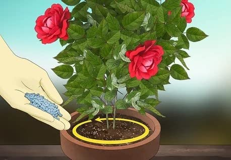 DIVINE TREE Rose Wonder Rose Flower Plant Fertilizer (200 g) view 2