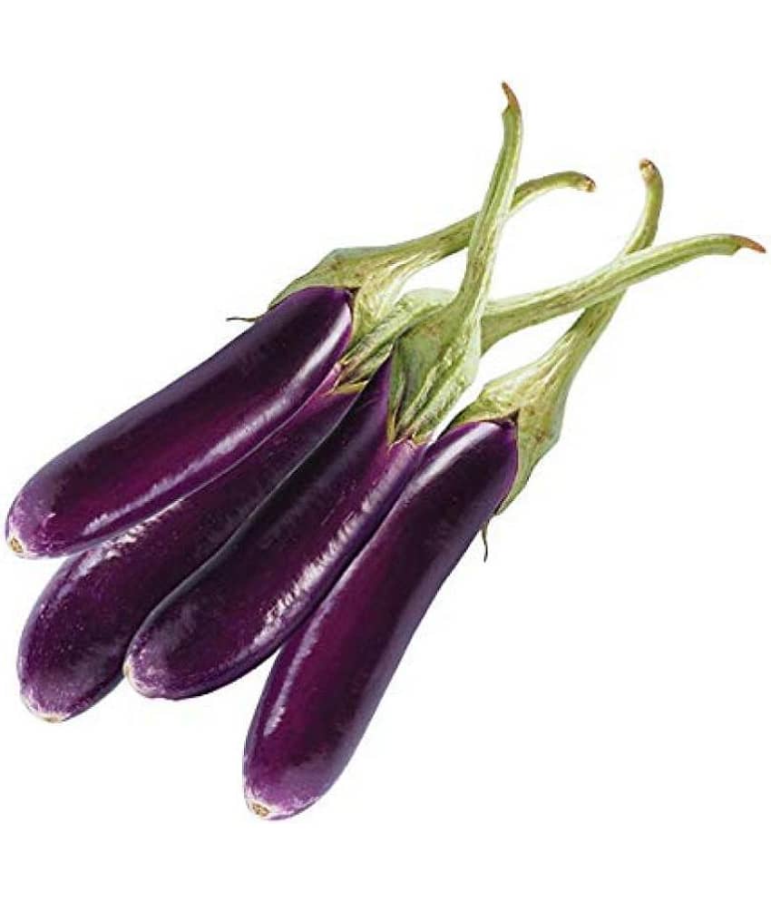 Brinjal (Bengan) Purple Long Quality Seeds - Pack of 50 F-1 Hybrid Seeds view 2
