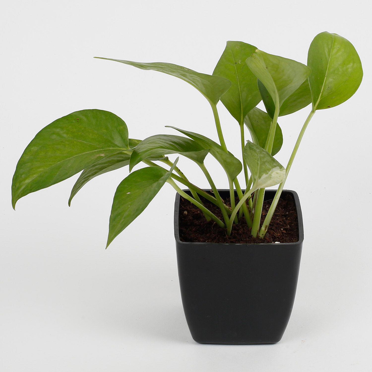 Green Money Plant In Imported Plastic Pot view 2