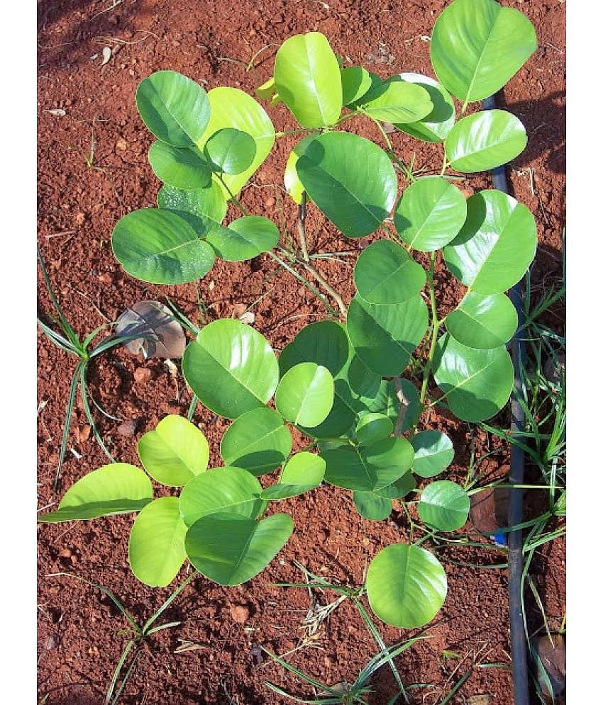 Jignisha Seeds Sandalwood Plant ( 5 Seeds ) view 2