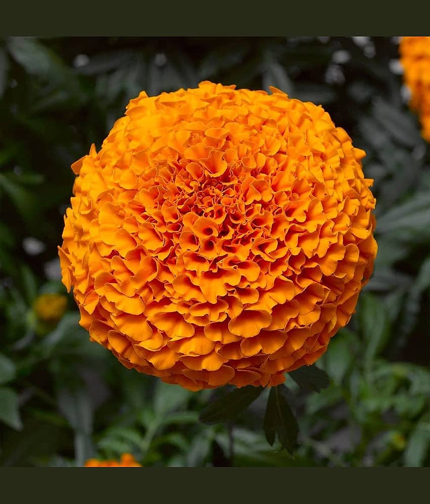 African Marigold Orange (Genda) Annual Flower Garden Seeds for Home Gardening (50 Seeds) | Organic and Natural All Season Flowering Seeds for Pots