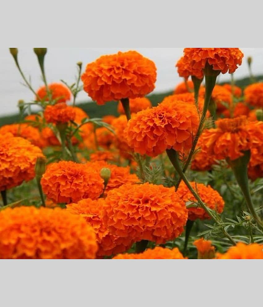 African Marigold Orange (Genda) Annual Flower Garden Seeds for Home Gardening (50 Seeds) | Organic and Natural All Season Flowering Seeds for Pots view 2