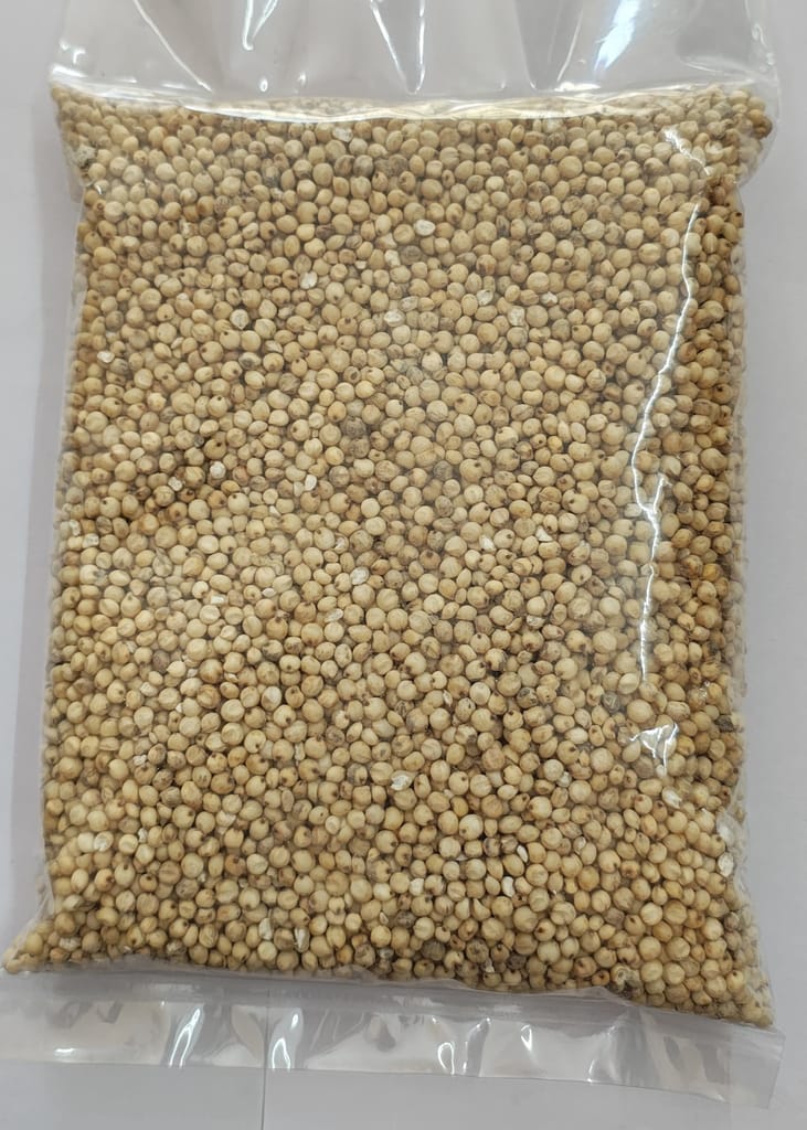 WHITE SORGHUM view 2