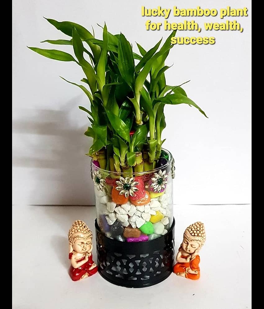R.R.V. International Indoor Bamboo Plant ( Pack of 1 ) view 2