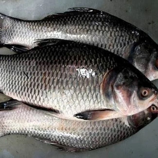 Catla - 1 kg view 2