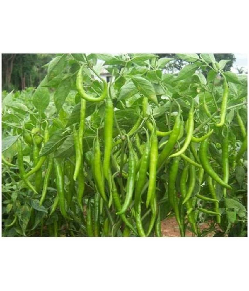 F1 Hybrid Chili Seeds, Mirchi Ke Beej, marchi na Bee, Pack of 50 Seeds view 2