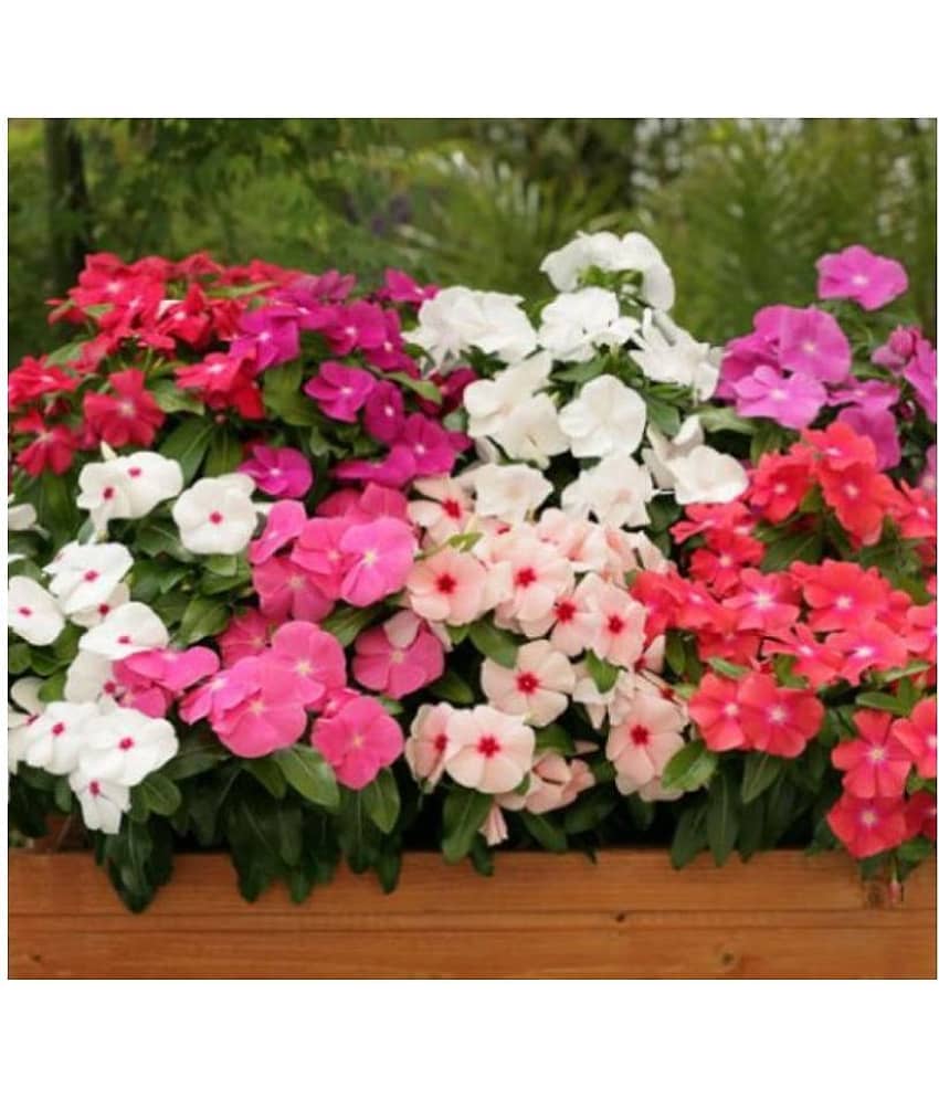 Vinca Mixed Hybrid Flower Seeds ( 25+ seeds) view 2