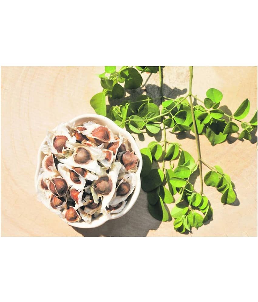 Hybrid Drumstick Murungai Vegetable - 15 seed+ Instruction Manual Inside The Package view 2