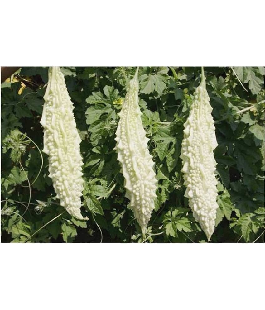 homeagro - Bitter Gourd Vegetable ( 20 Seeds ) view 2