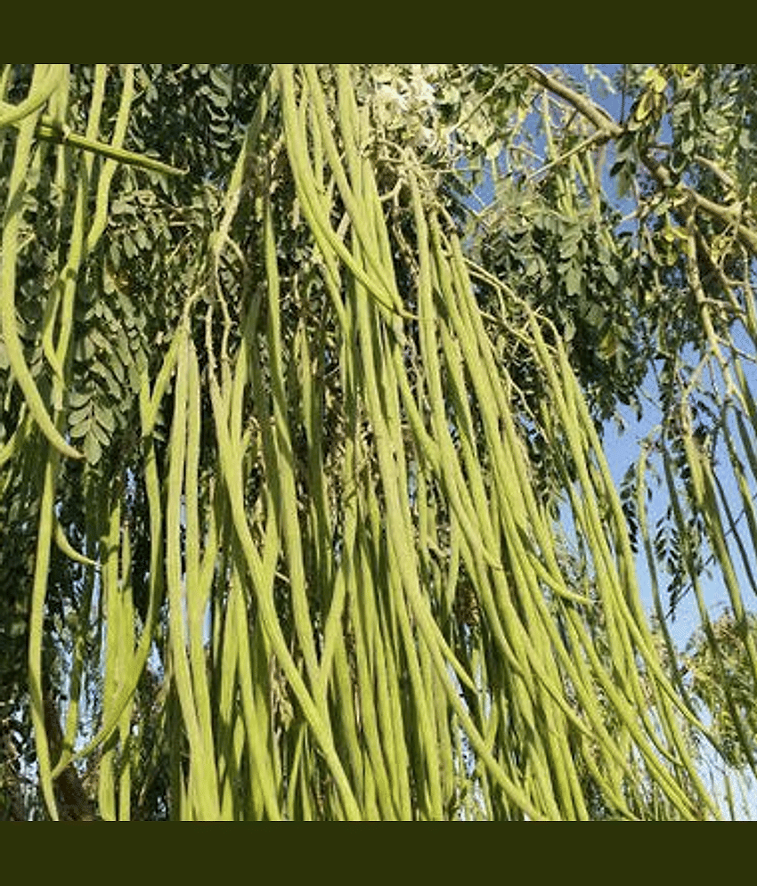Jignisha Seeds Organic Moringa (Drumstick) Vegetable ( 15 Seeds ) view 2