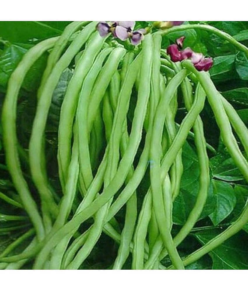 Organic Cowpea Seeds pack of 50 seeds