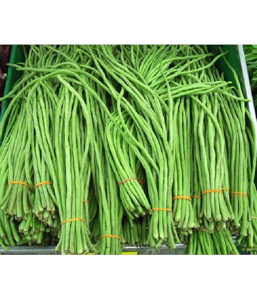 Organic Cowpea Seeds pack of 50 seeds view 2